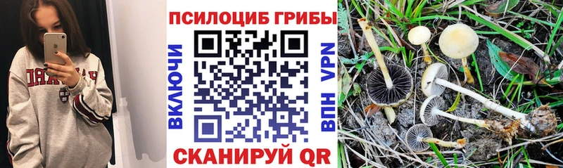 Псилоцибиновые грибы Psilocybine cubensis  наркошоп  площадка состав  Кинель 